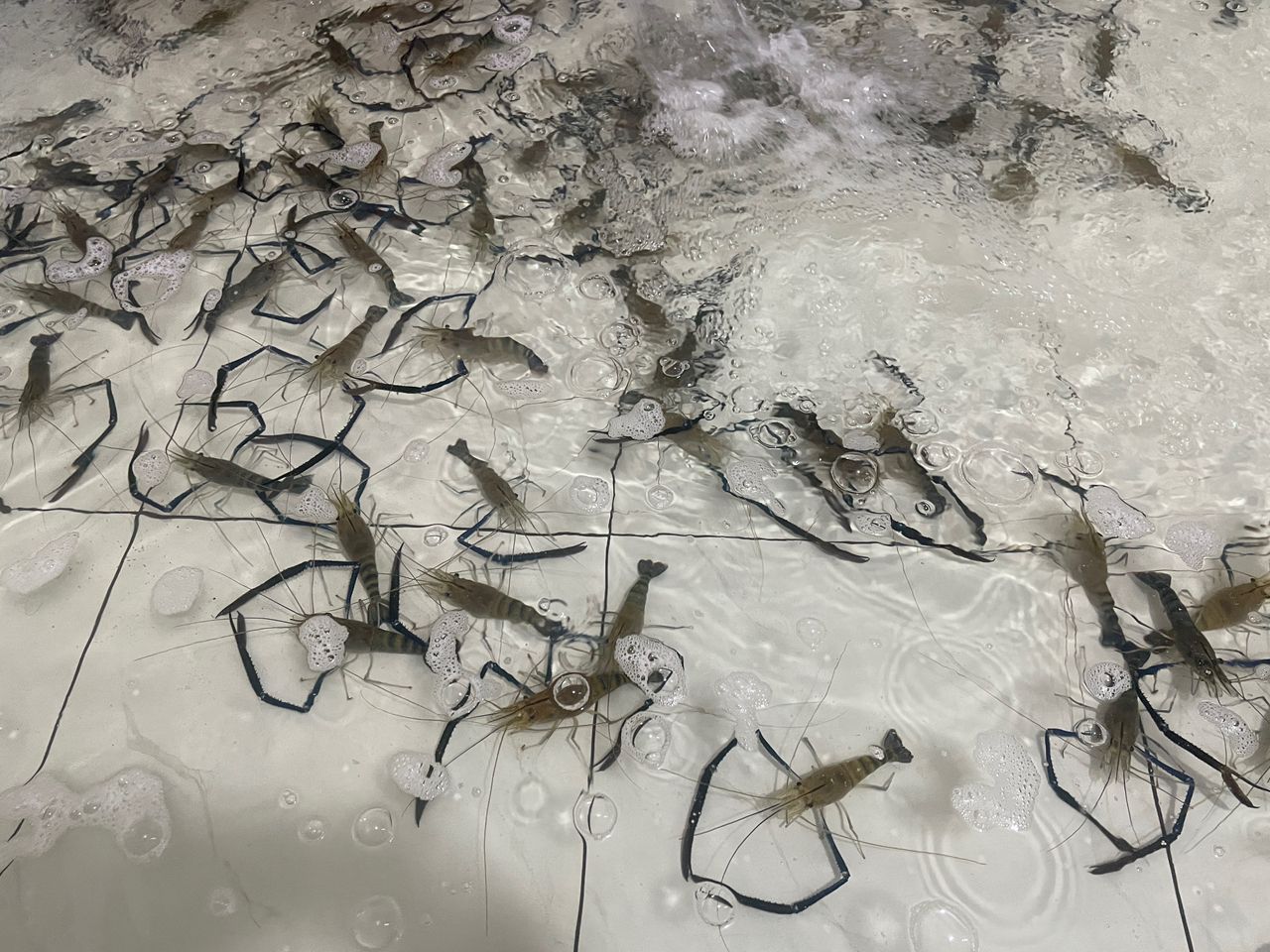 オニテナガエビ