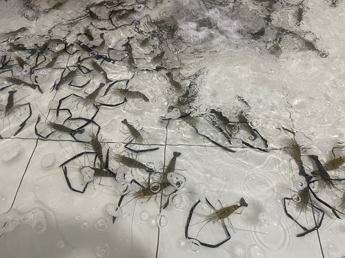 オニテナガエビの釣果