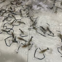オニテナガエビ