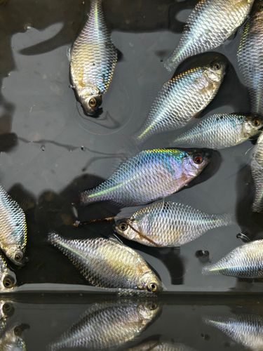 タイリクバラタナゴの釣果