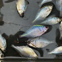 タイリクバラタナゴ