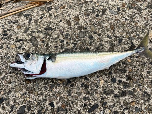 サバの釣果