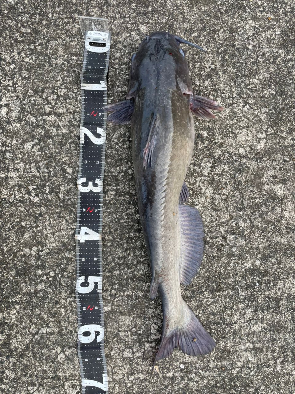 アメリカナマズ