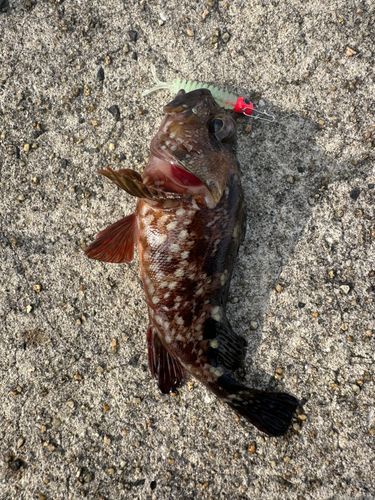 アラカブの釣果