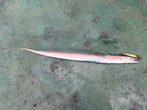 タチウオの釣果