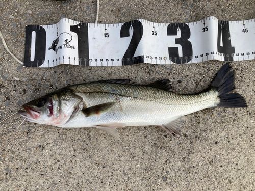 シーバスの釣果