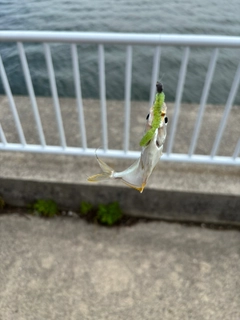 ヒイラギの釣果
