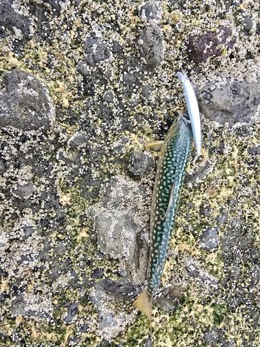 アメマスの釣果