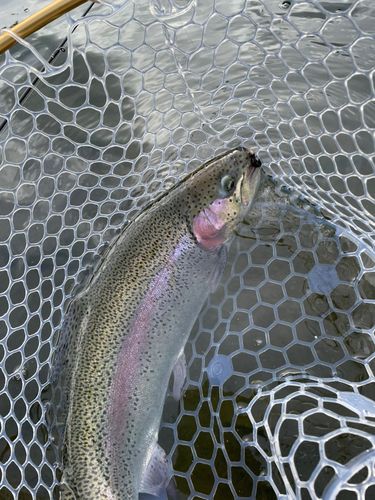 ニジマスの釣果