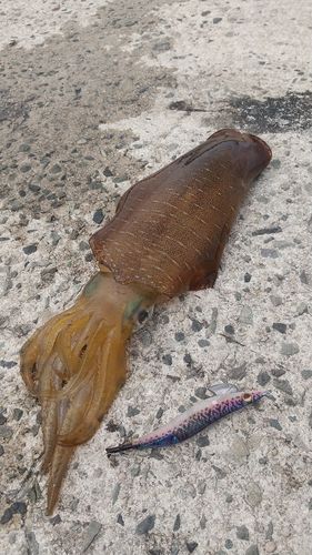 アオリイカの釣果