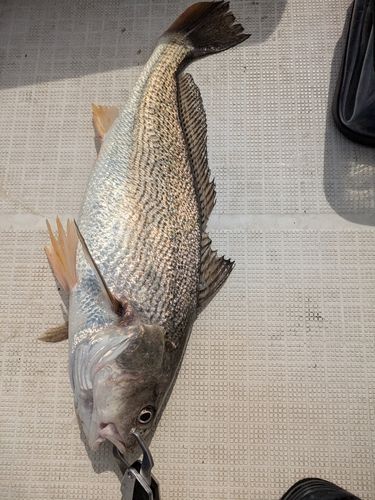 ニベの釣果