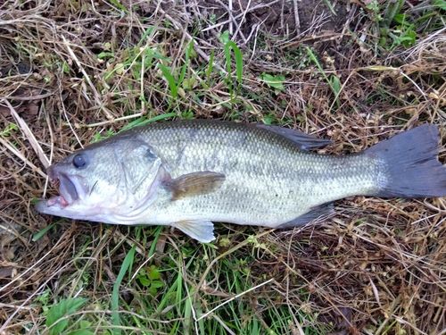 ラージマウスバスの釣果