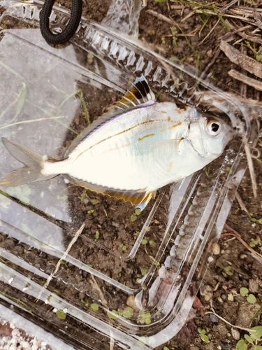 ヒイラギの釣果