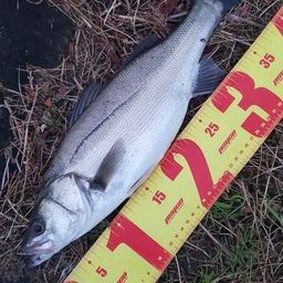 セイゴ（マルスズキ）