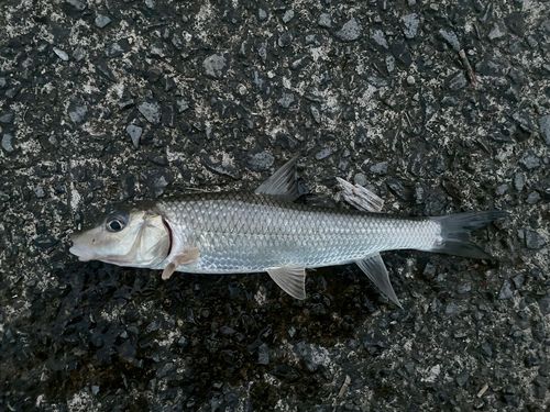 ニゴイの釣果