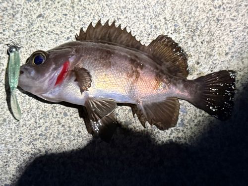 メバルの釣果