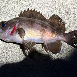 メバル