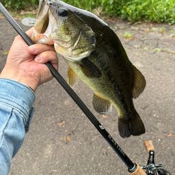 ラージマウスバス