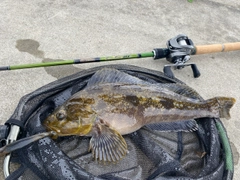 アイナメの釣果