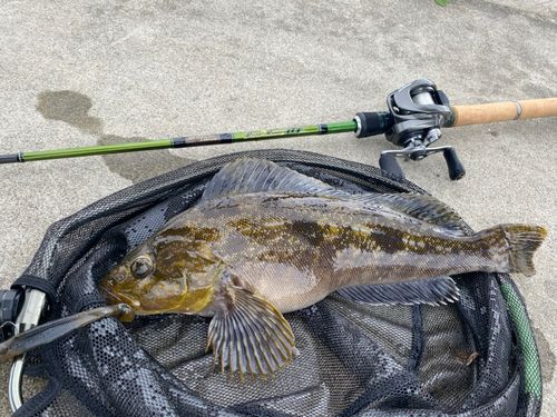 アイナメの釣果