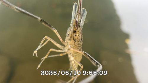 テナガエビの釣果