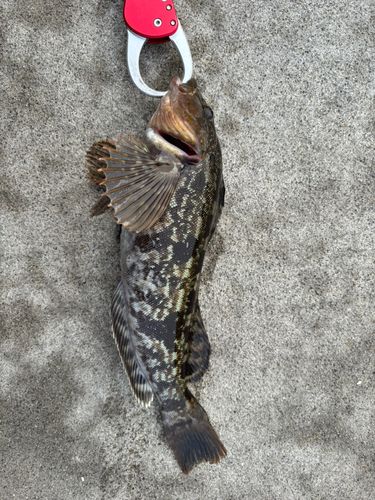 アイナメの釣果