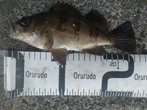 メバルの釣果