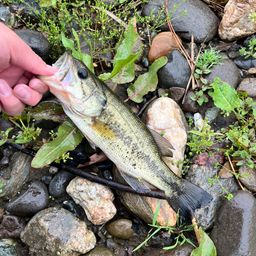 スモールマウスバス