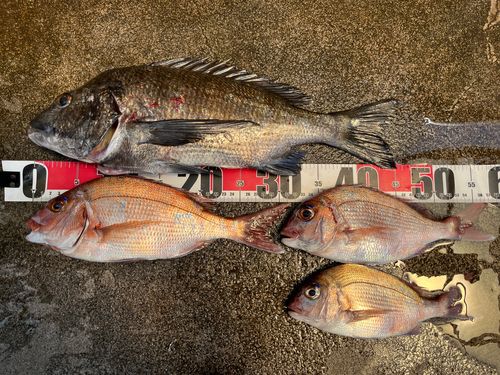 マダイの釣果