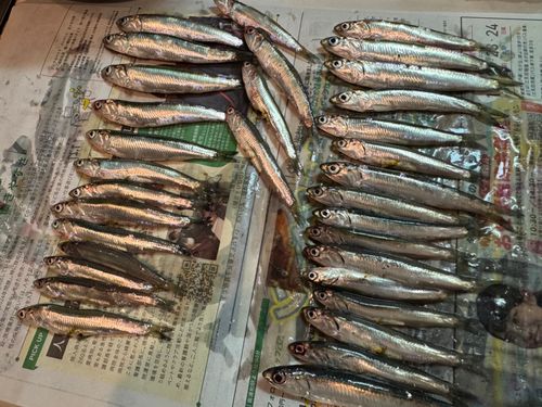 カタクチイワシ