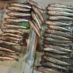 カタクチイワシ