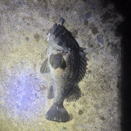 クロソイ