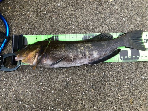 アイナメの釣果