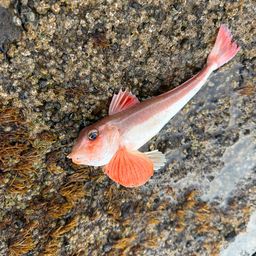 カナガシラ