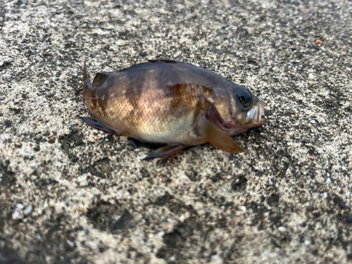 シロメバルの釣果