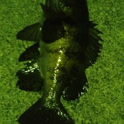 メバル
