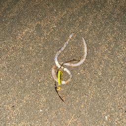 ダイナンウミヘビ