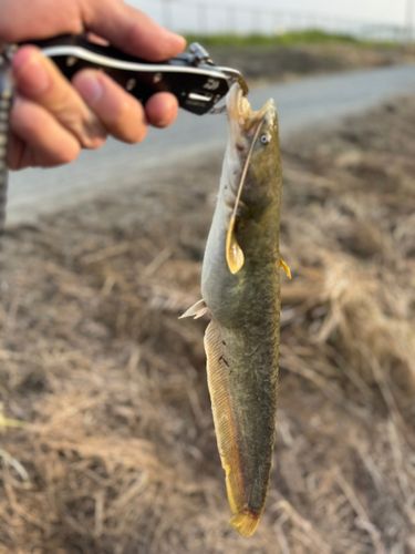 ナマズの釣果