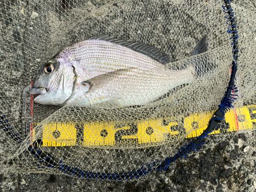ヘダイの釣果
