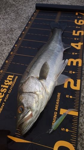 シーバスの釣果