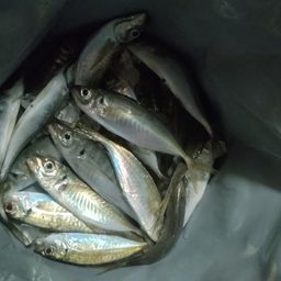 アジ