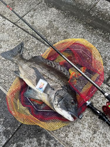 クロダイの釣果