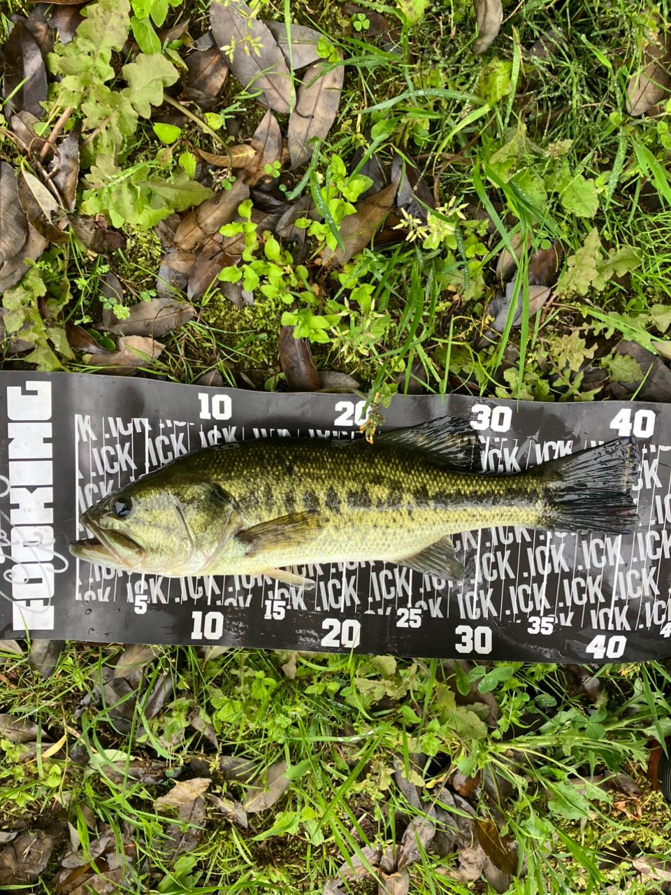 ラージマウスバス