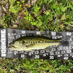 ラージマウスバス