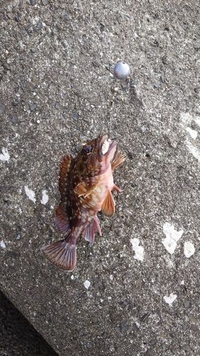 カサゴの釣果