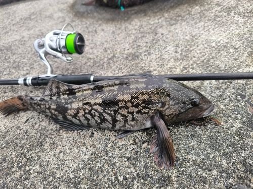 アイナメの釣果