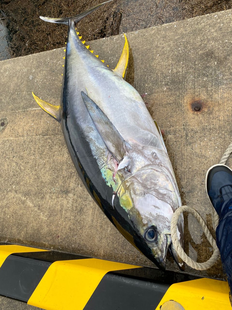 猫になりたいさんの釣果 2枚目の画像