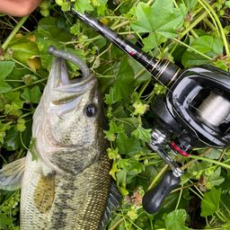 ラージマウスバス