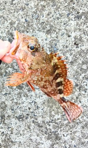 カサゴの釣果
