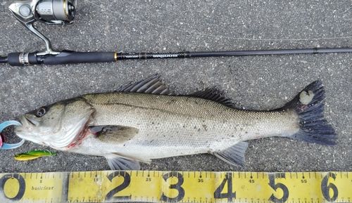 シーバスの釣果